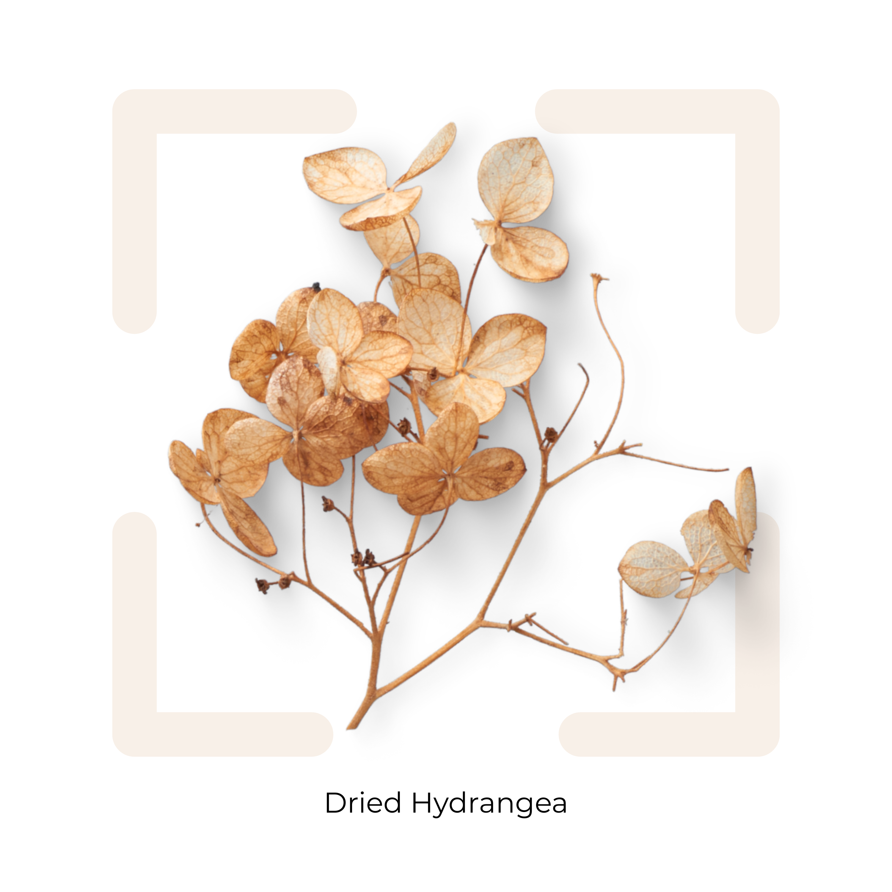 dried natural hydrangea flower petals